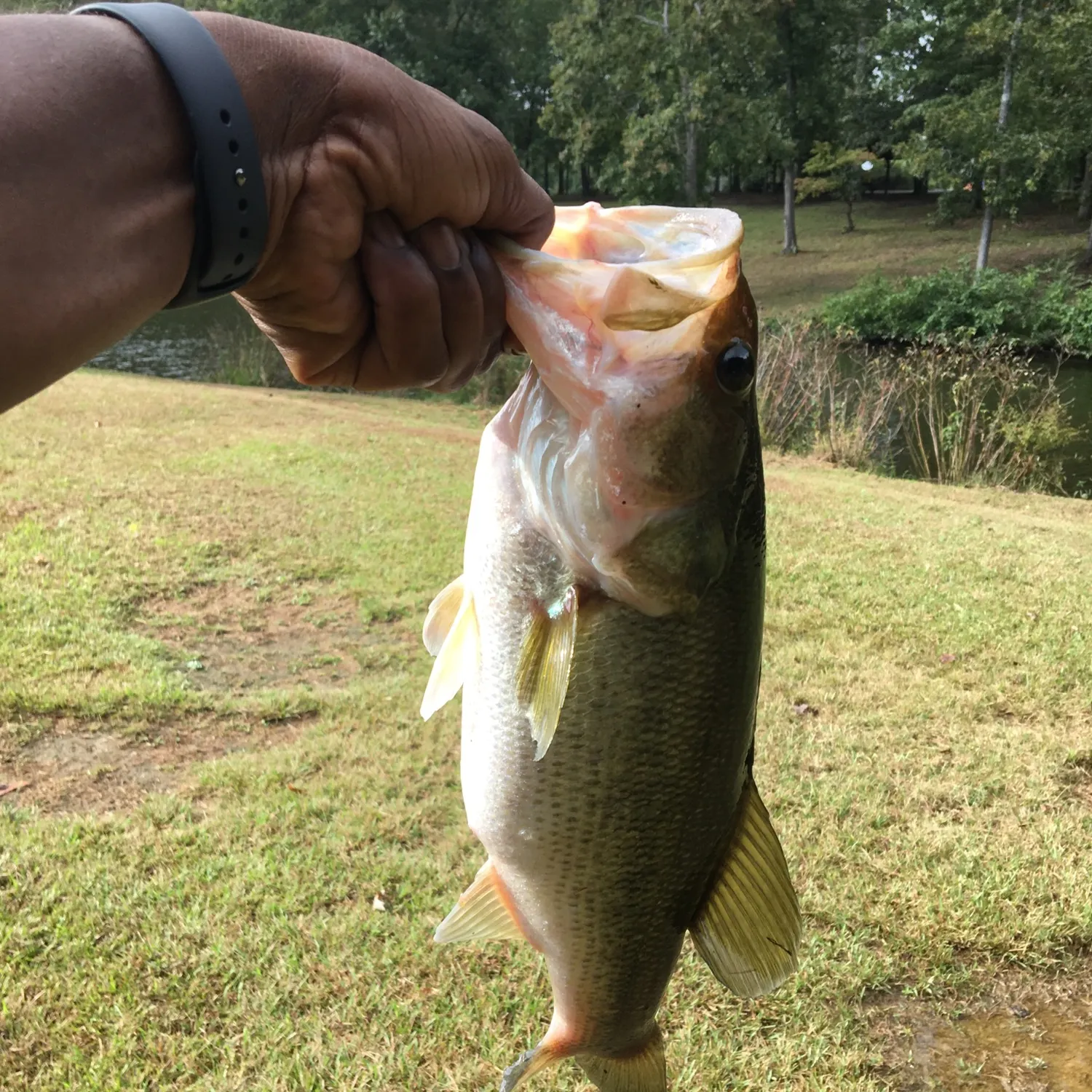ᐅ Richfield Park Pond fishing reports🎣• Gold Hill, NC (United States ...