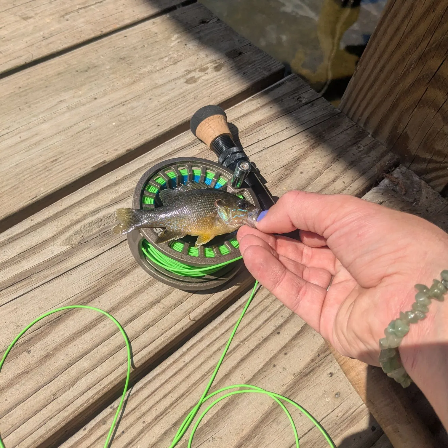 Bluegill caught on Fishbrain
