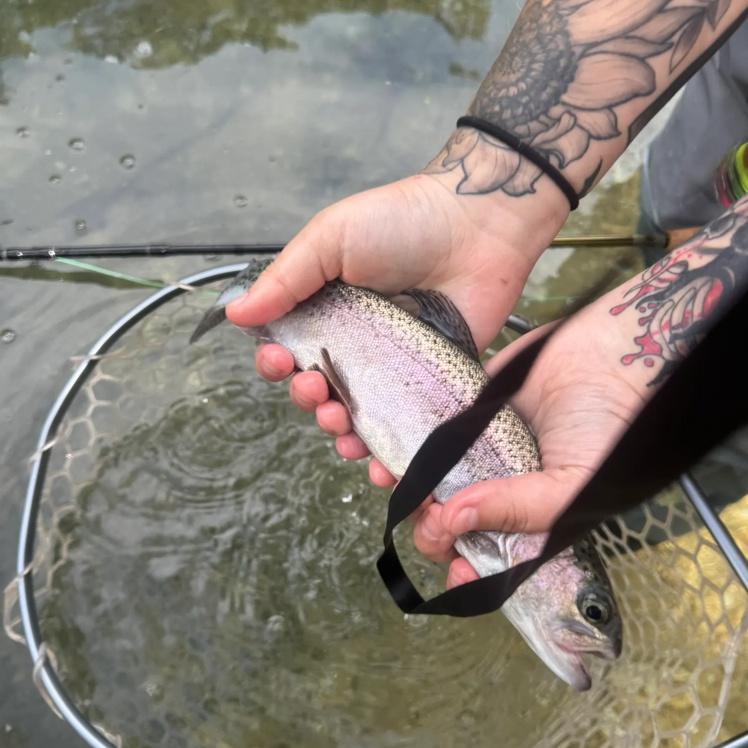 Rainbow trout caught on Fishbrain