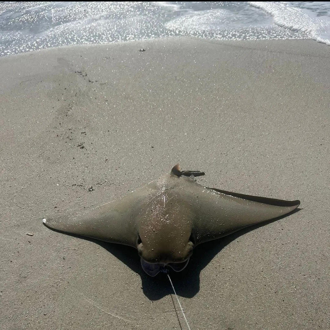 Flapnose ray caught on Fishbrain