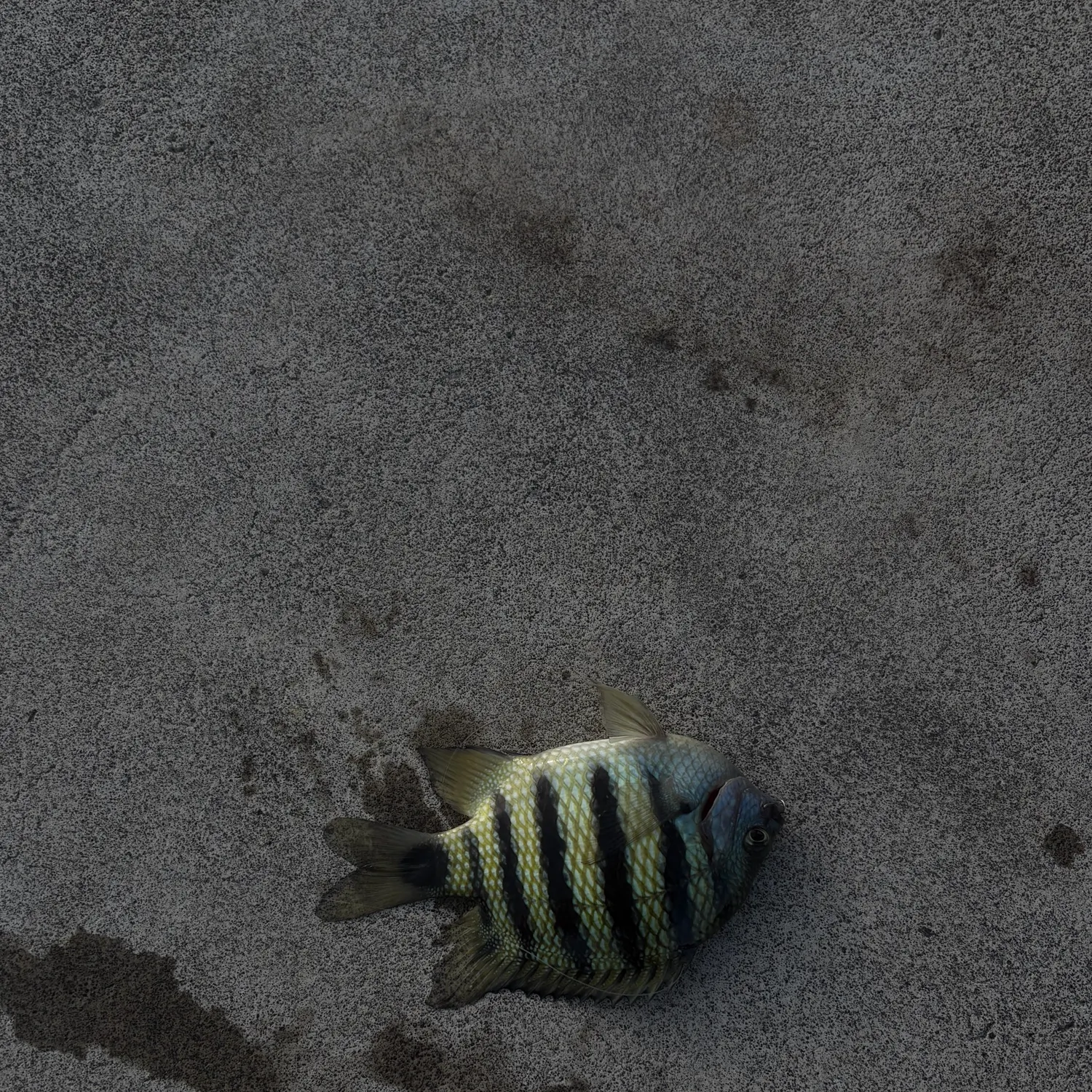 Sergeant-major caught on Fishbrain