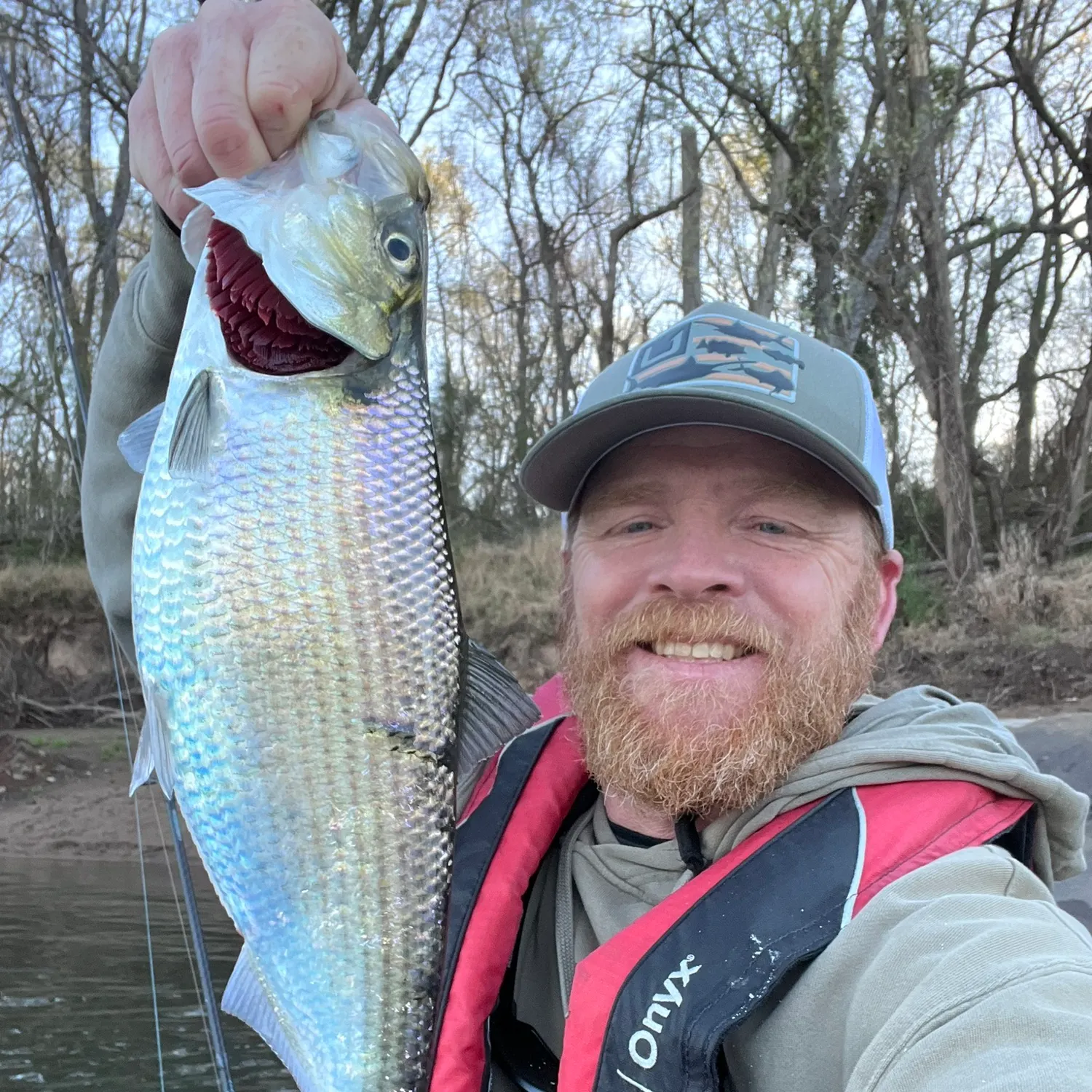 The most recent Hickory shad catches on Fishbrain