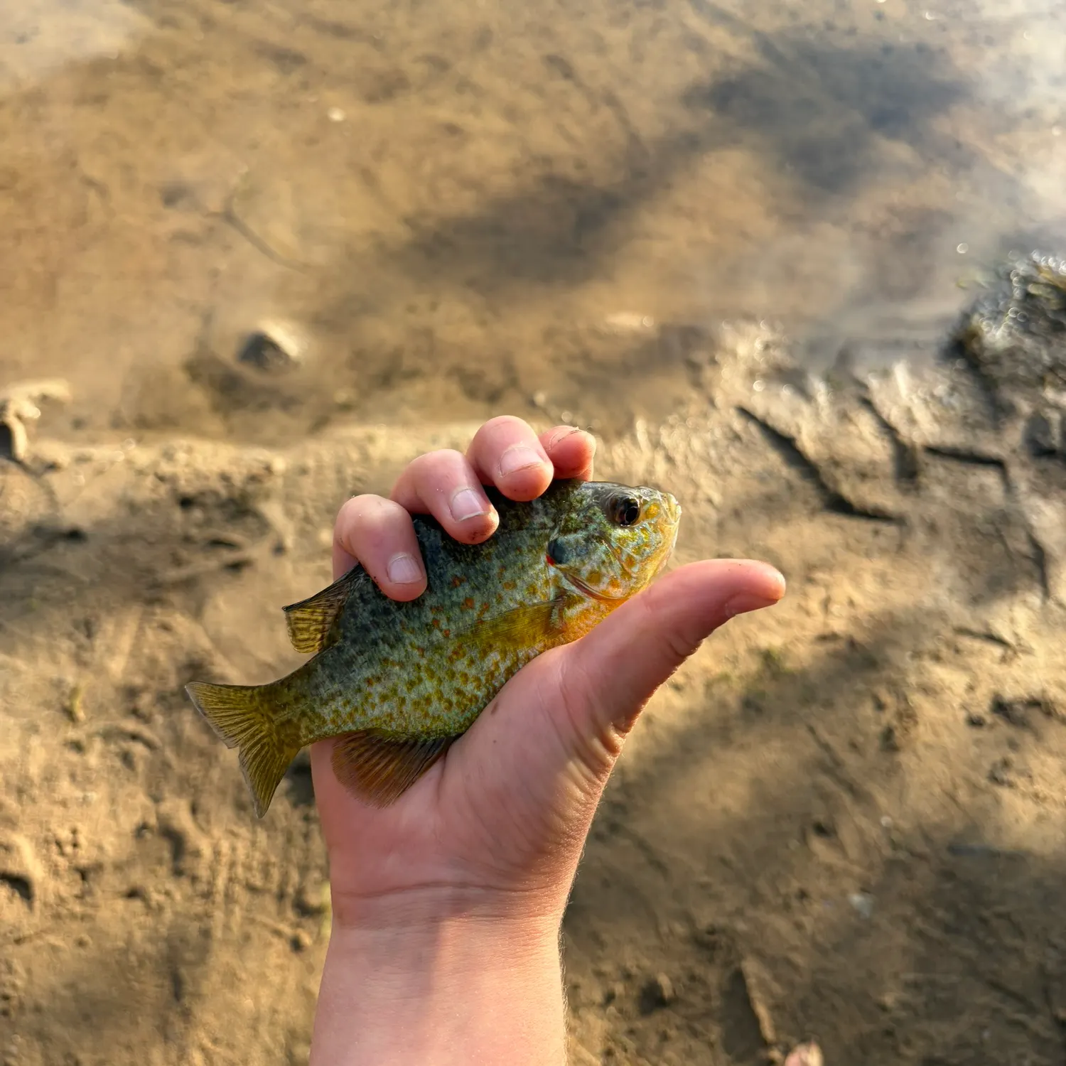Pumpkinseed caught on Fishbrain