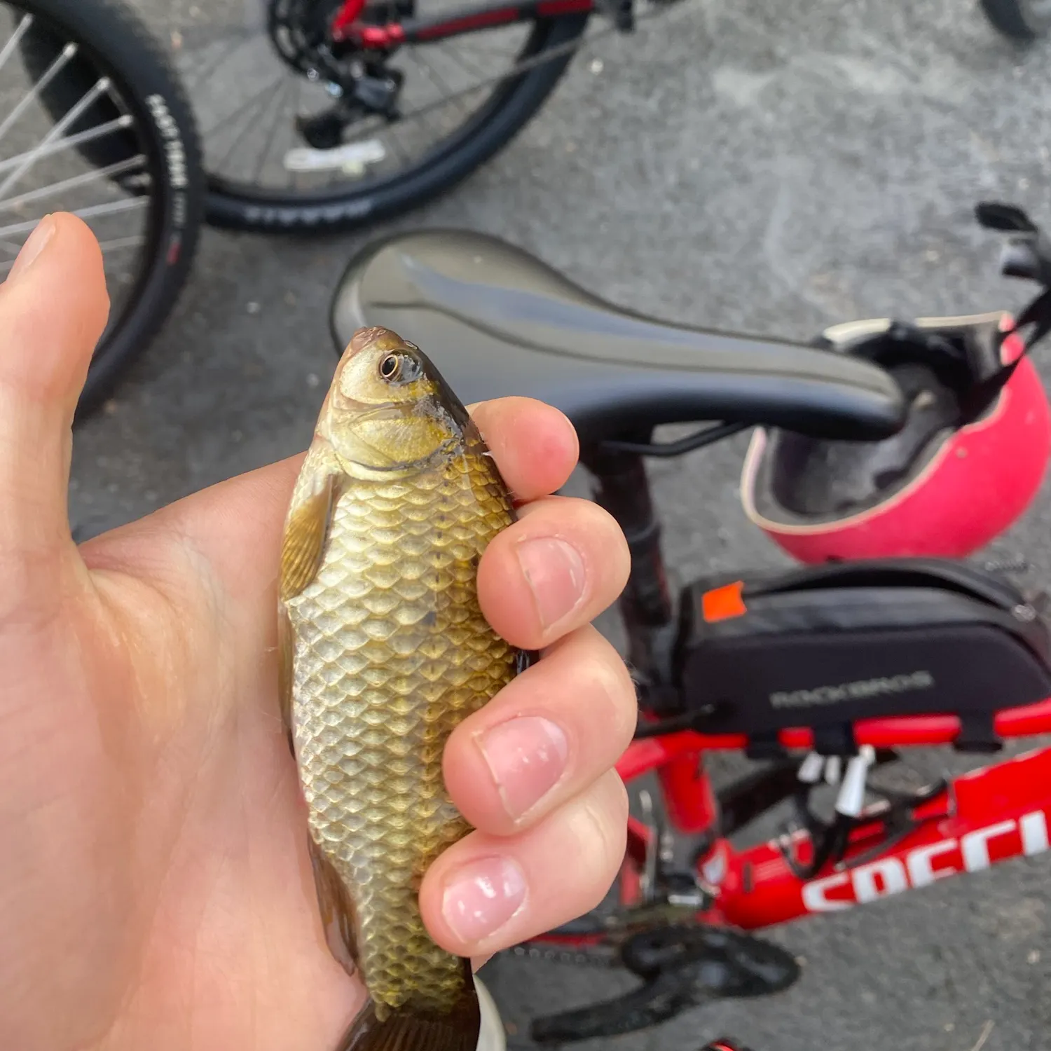 Crucian carp caught on Fishbrain