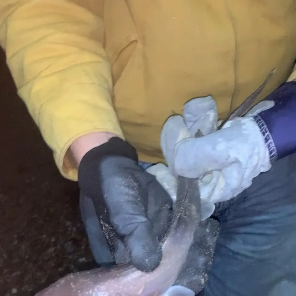Starry smooth-hound caught on Fishbrain