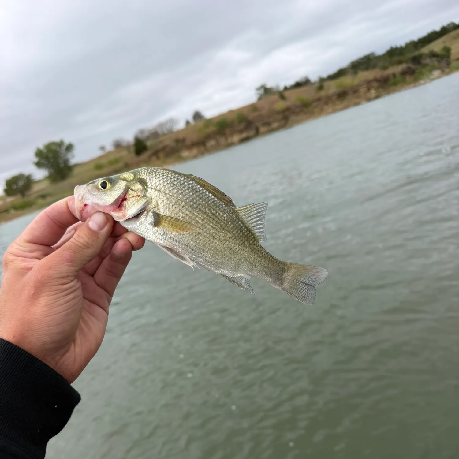 White bass caught on Fishbrain