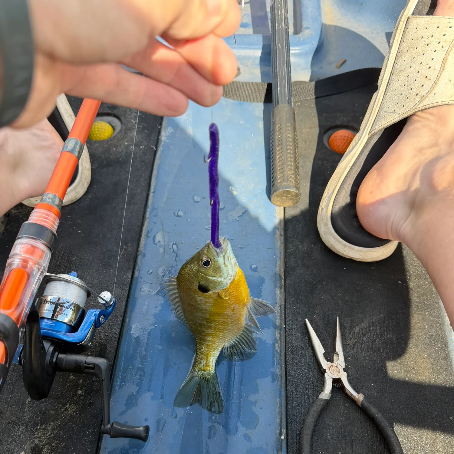 Bluegill caught on Fishbrain