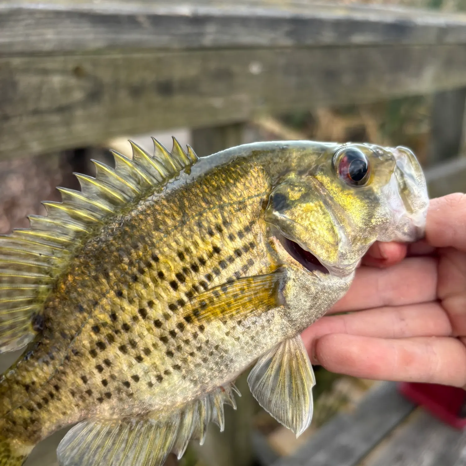Rock bass caught on Fishbrain