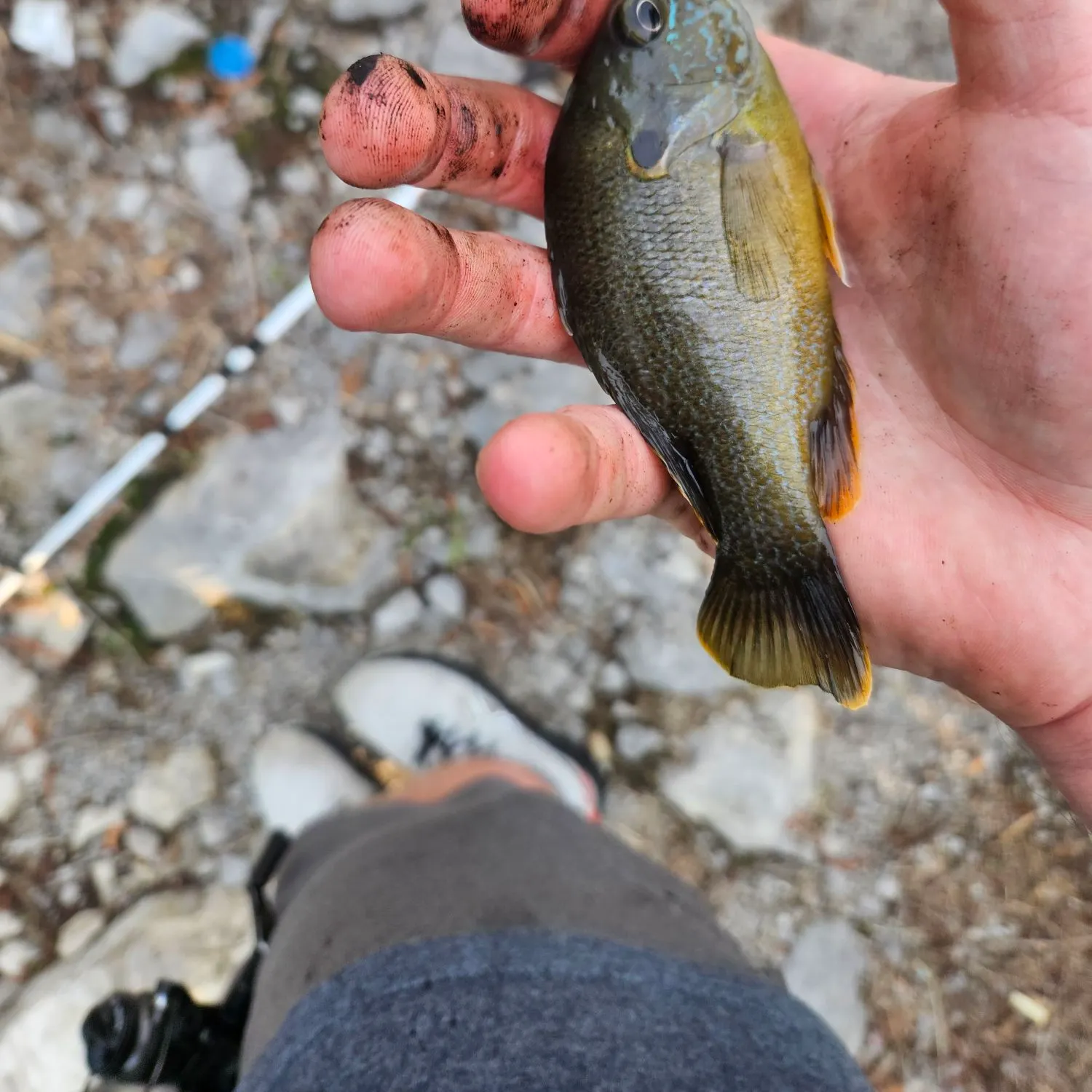 Green sunfish caught on Fishbrain