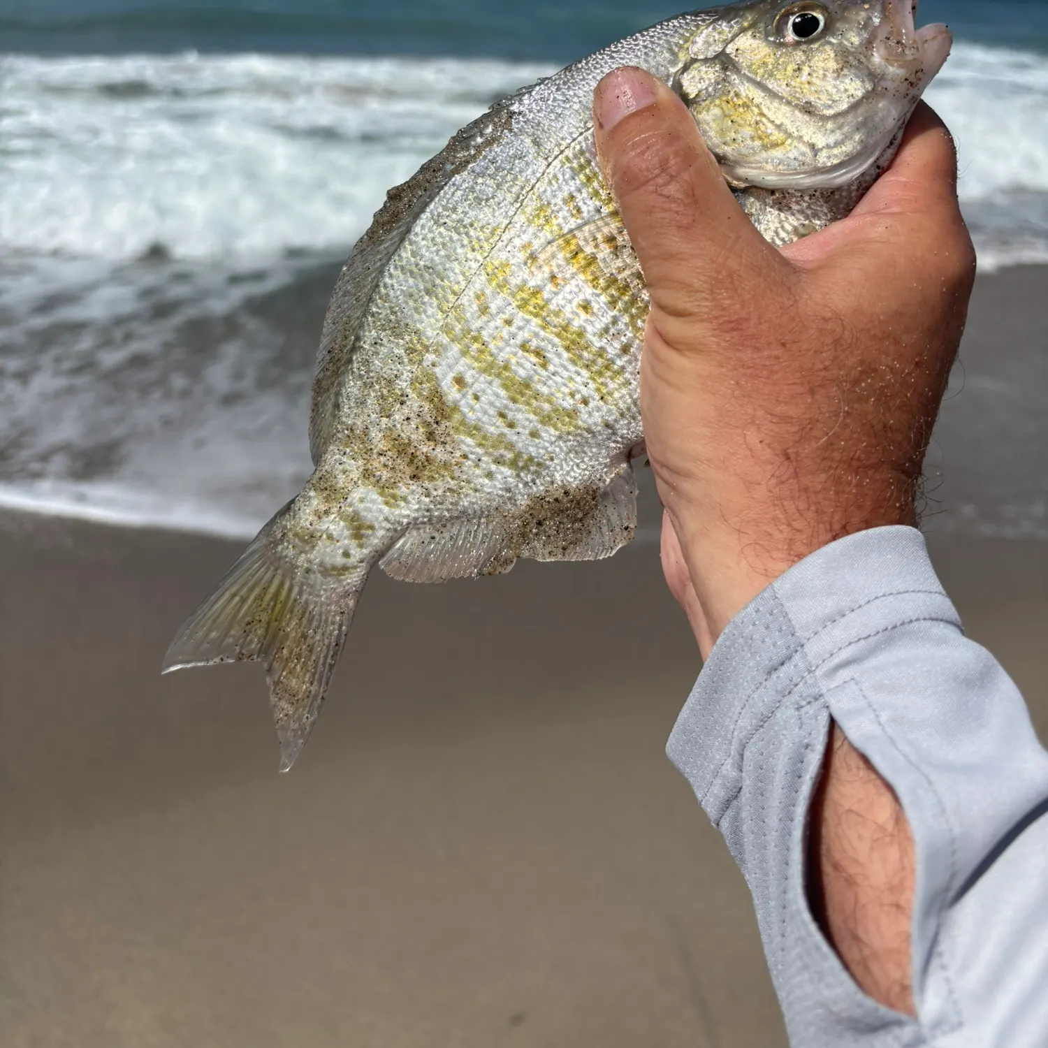 Barred surfperch caught on Fishbrain