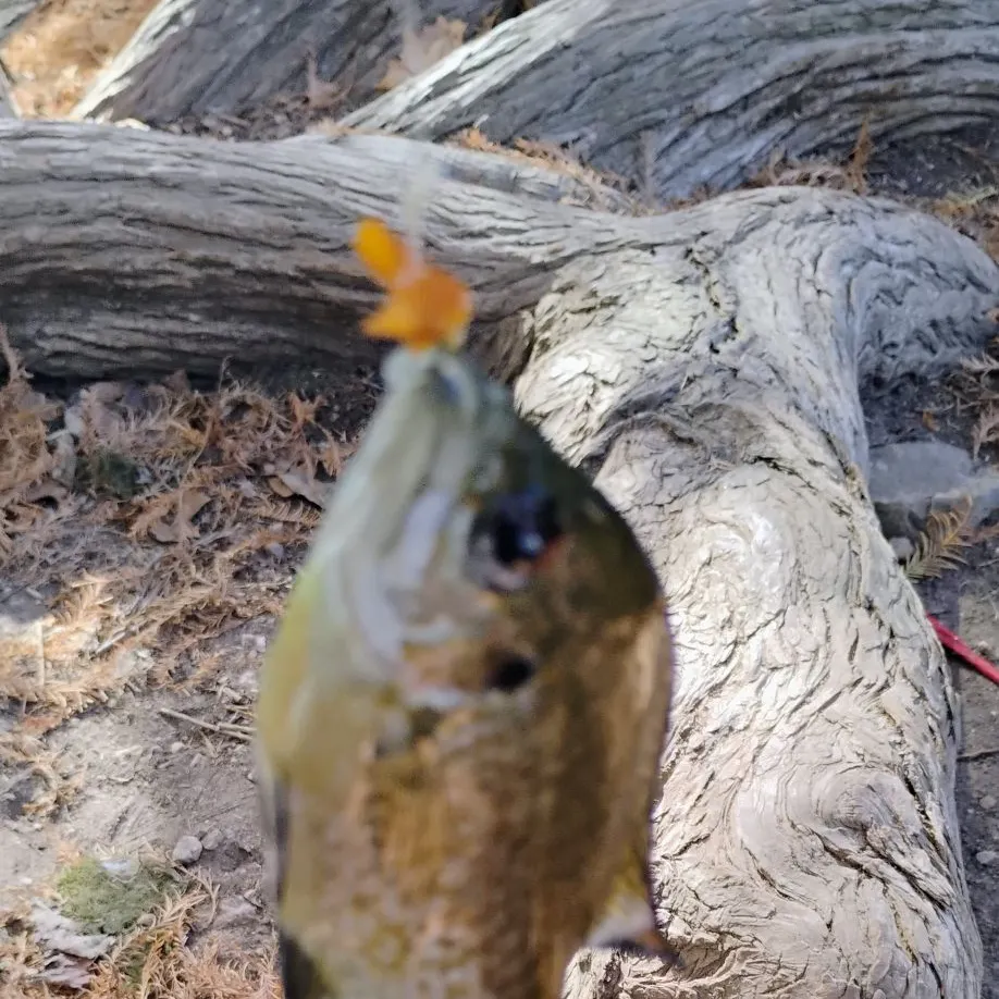 The most recent Bluegill catches on Fishbrain