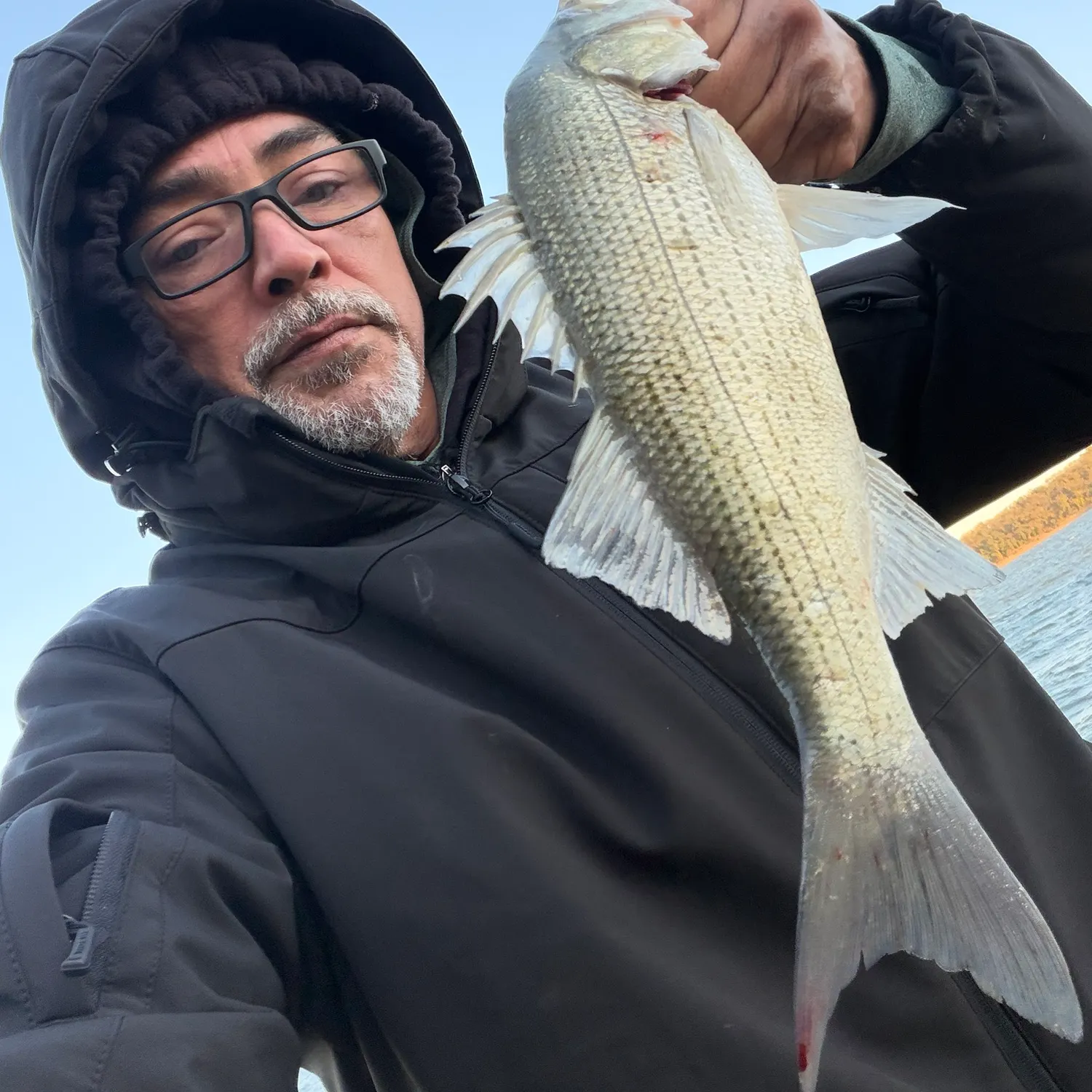 White bass caught on Fishbrain