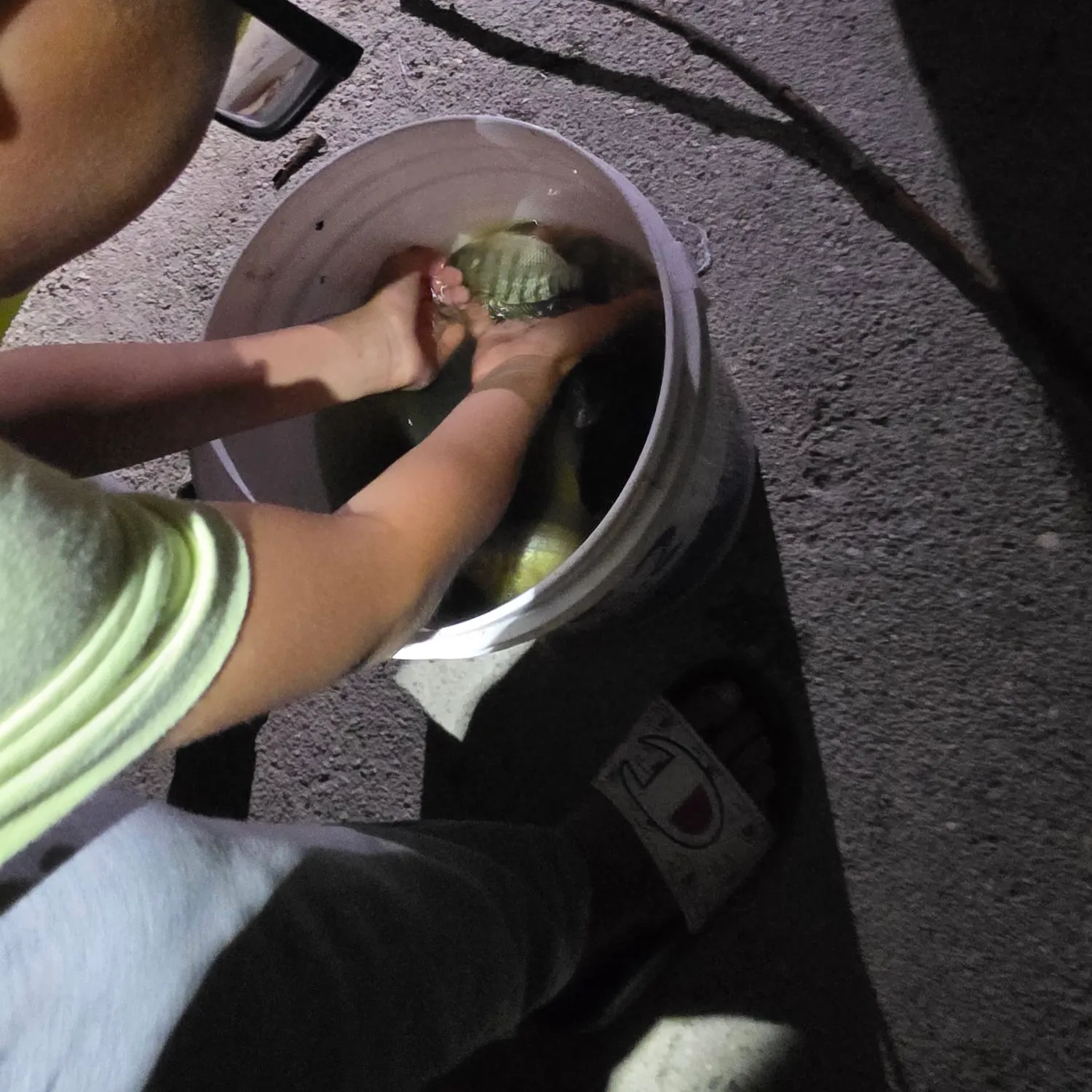 The most recent Redbelly tilapia catches on Fishbrain