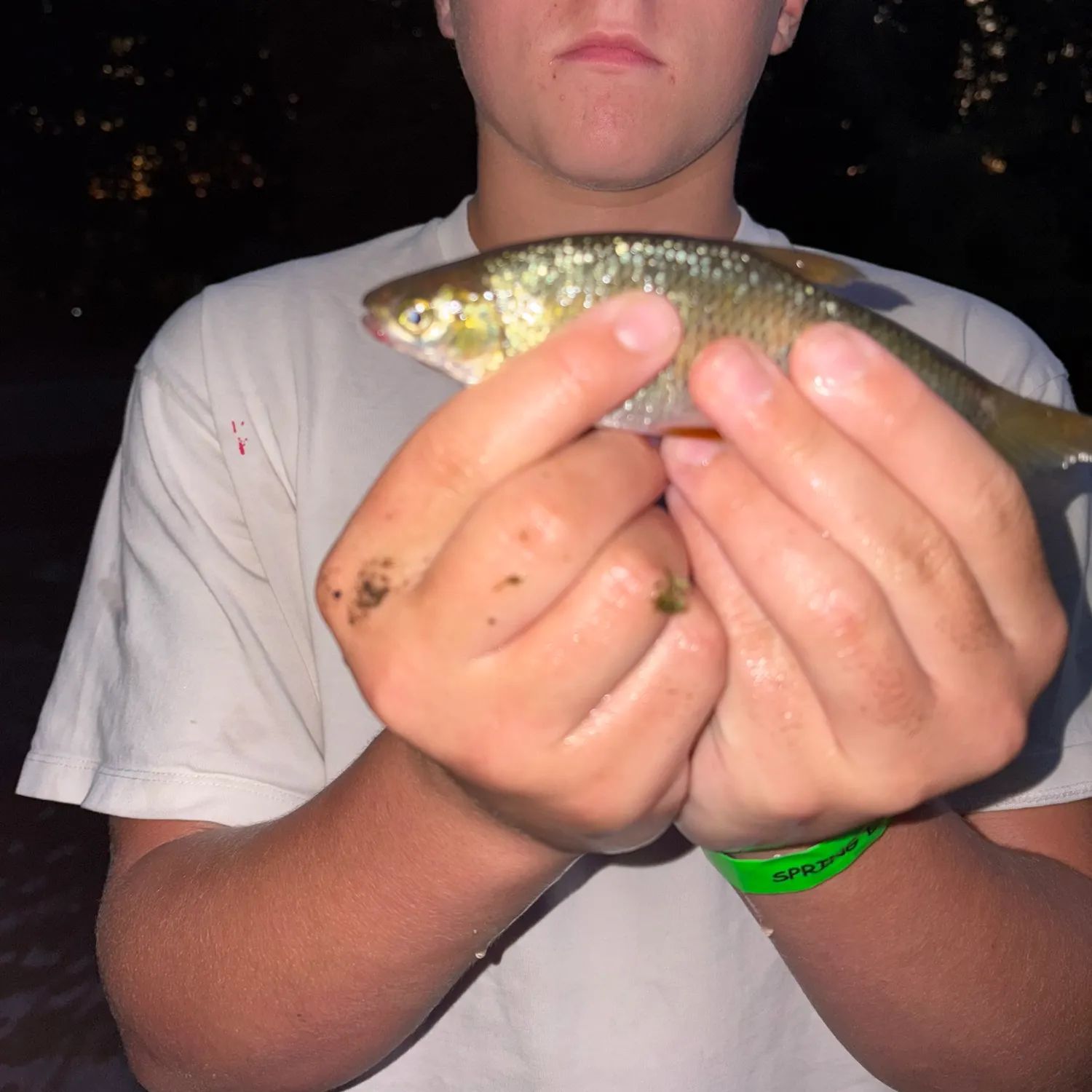 Striped shiner caught on Fishbrain