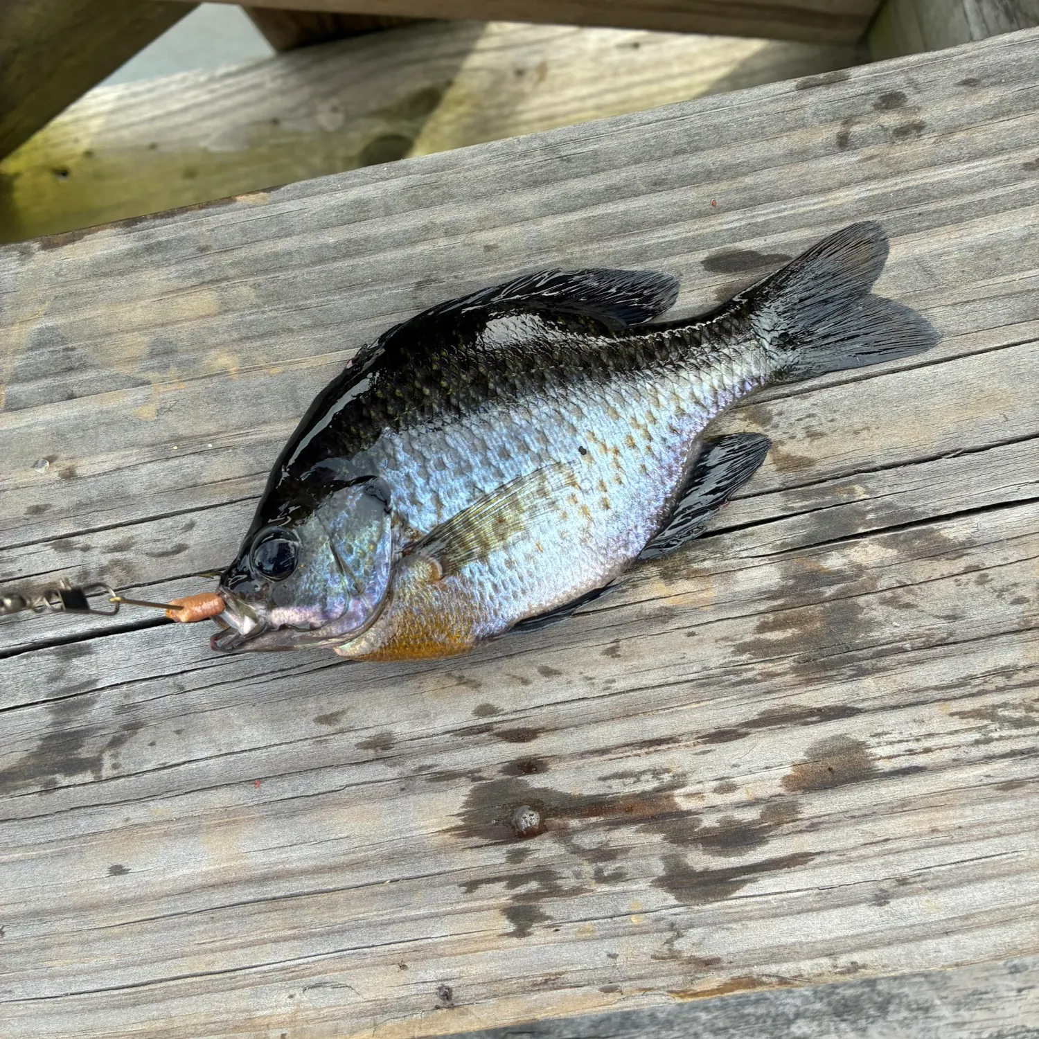 recently logged catches