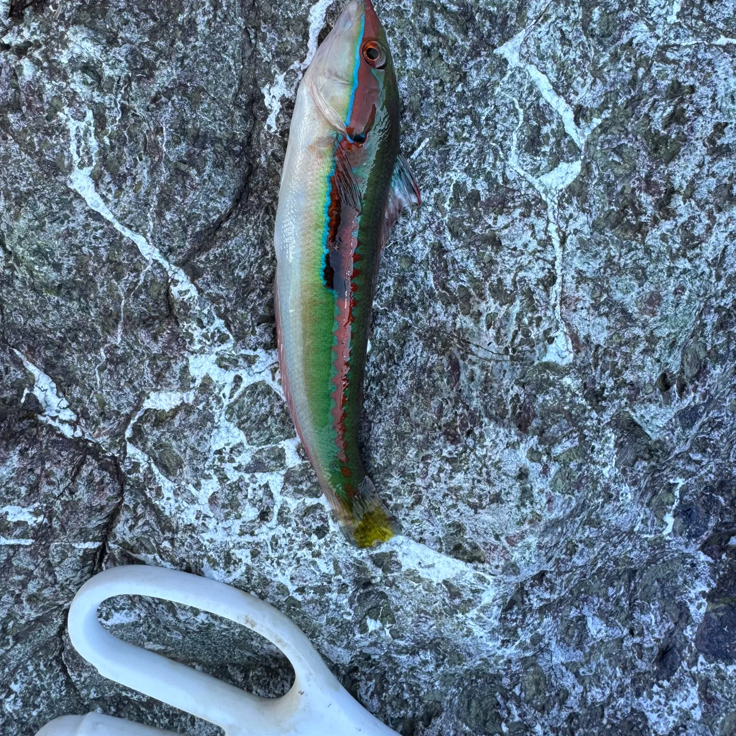 The most recent Ornate wrasse catches on Fishbrain