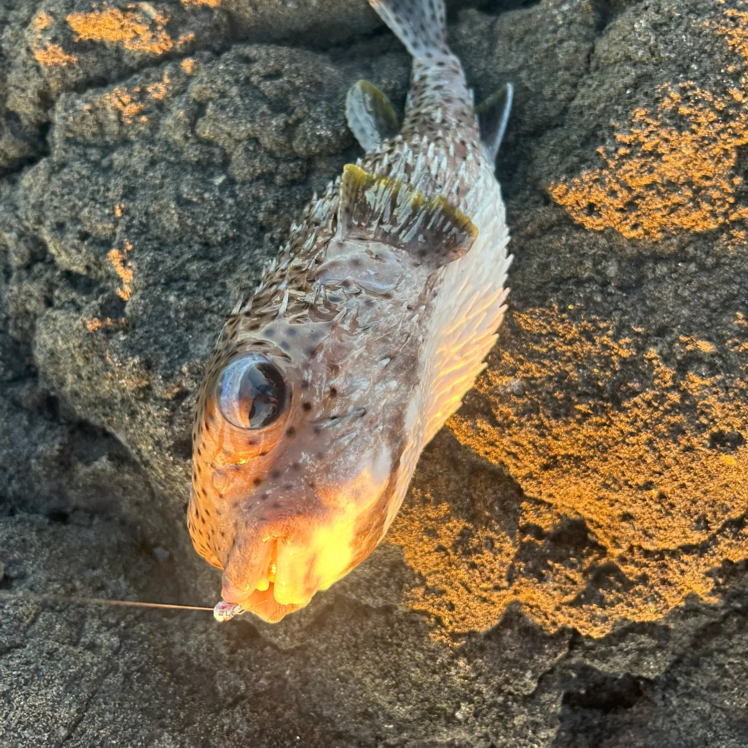 The most recent Spot-fin porcupinefish catches on Fishbrain