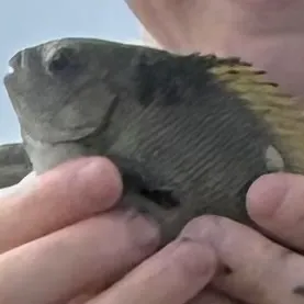 Opaleye caught on Fishbrain