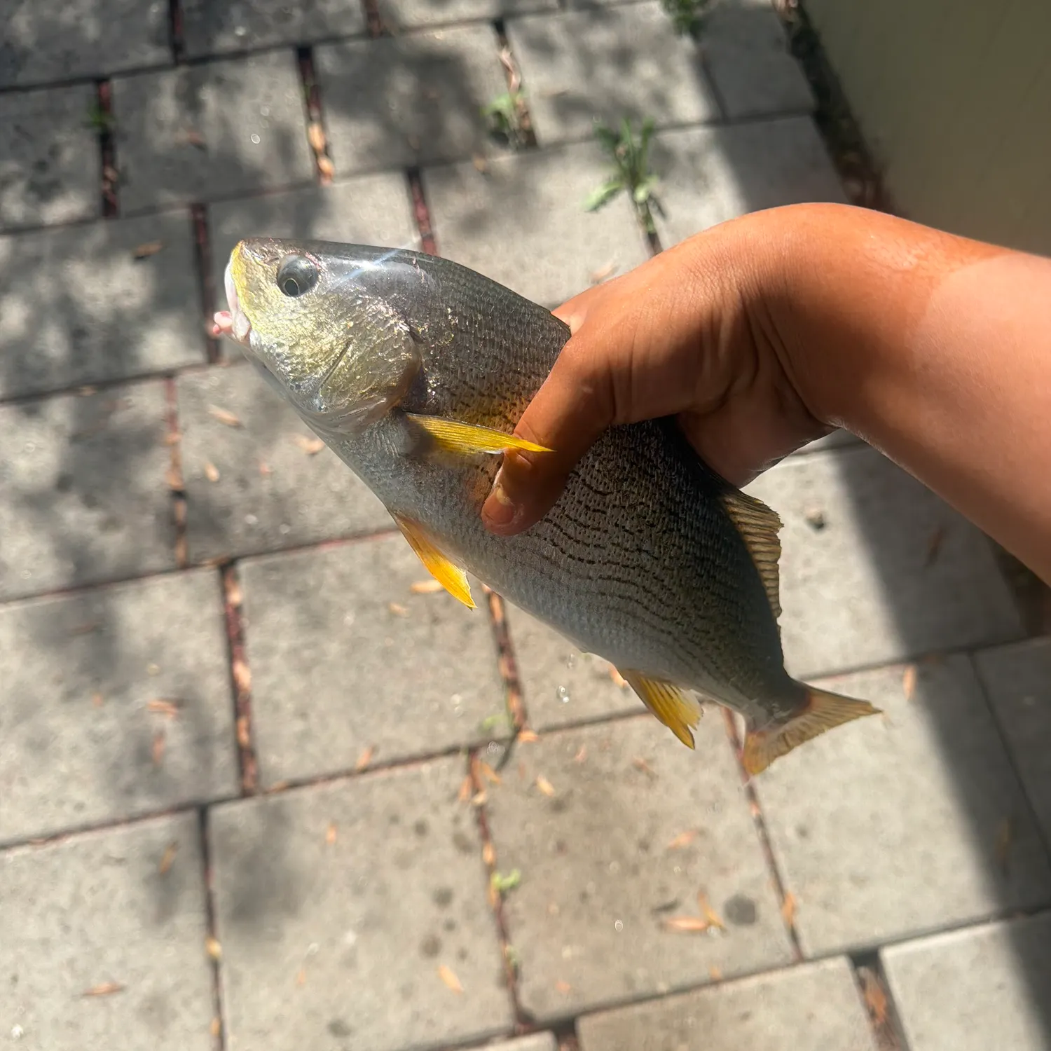 Yellowfin croaker caught on Fishbrain