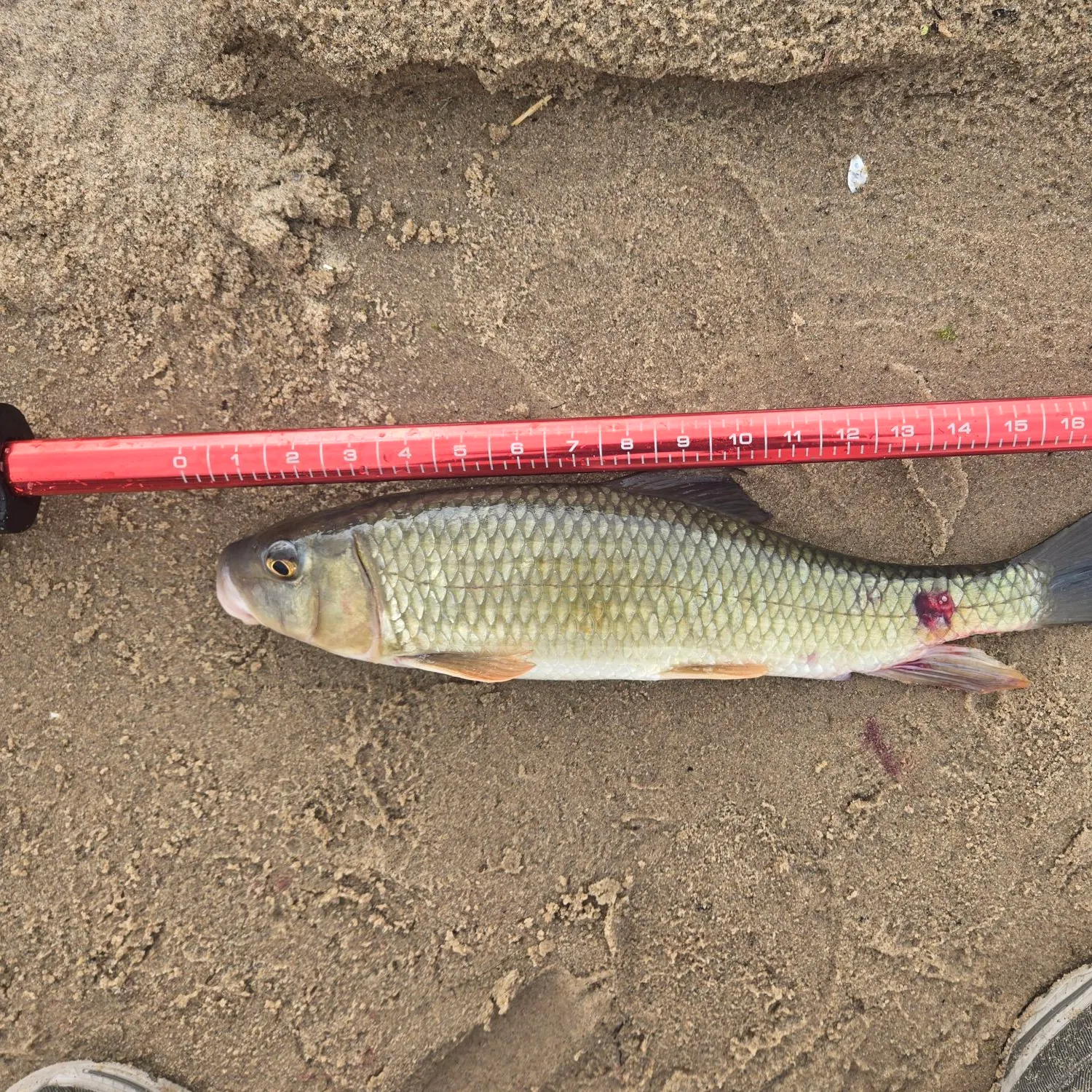The most recent River redhorse catches on Fishbrain