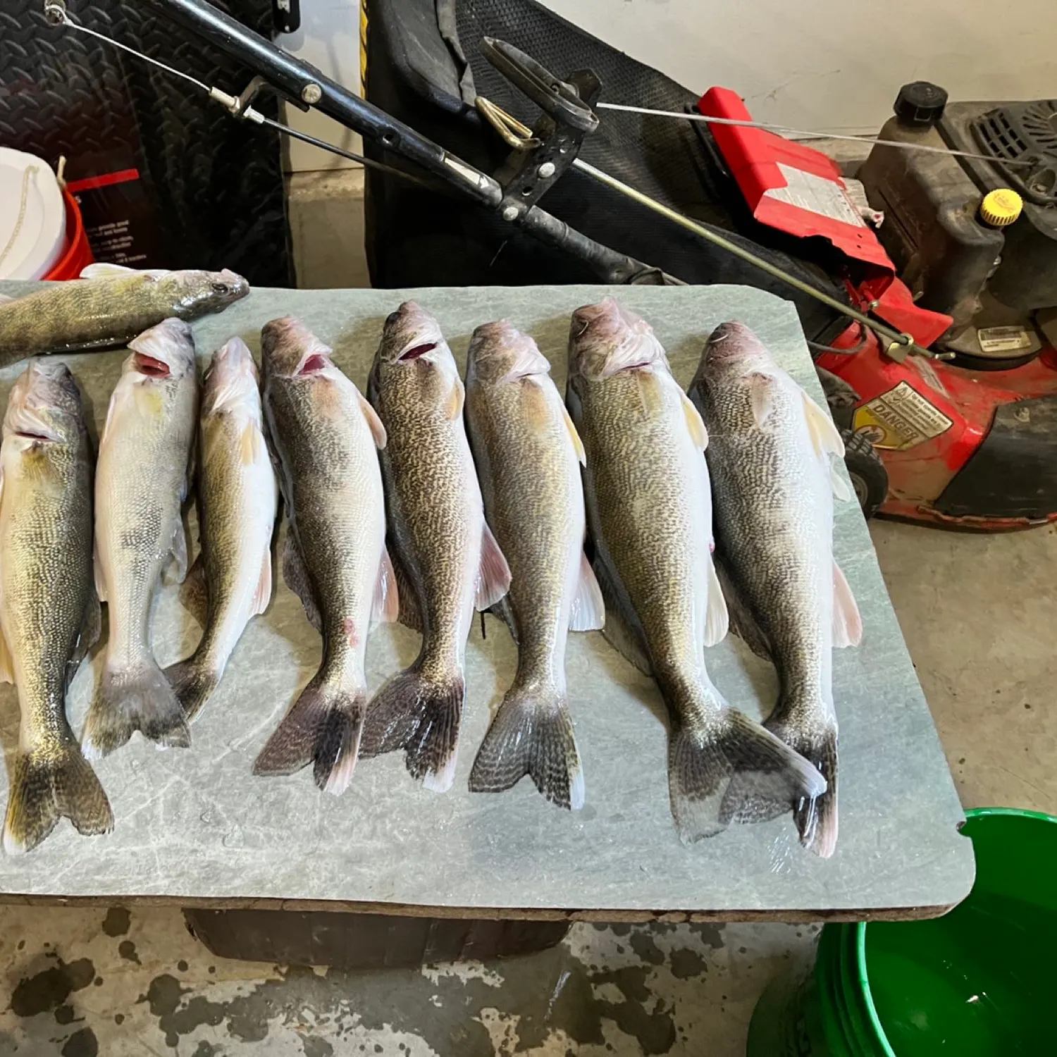 recently logged catches