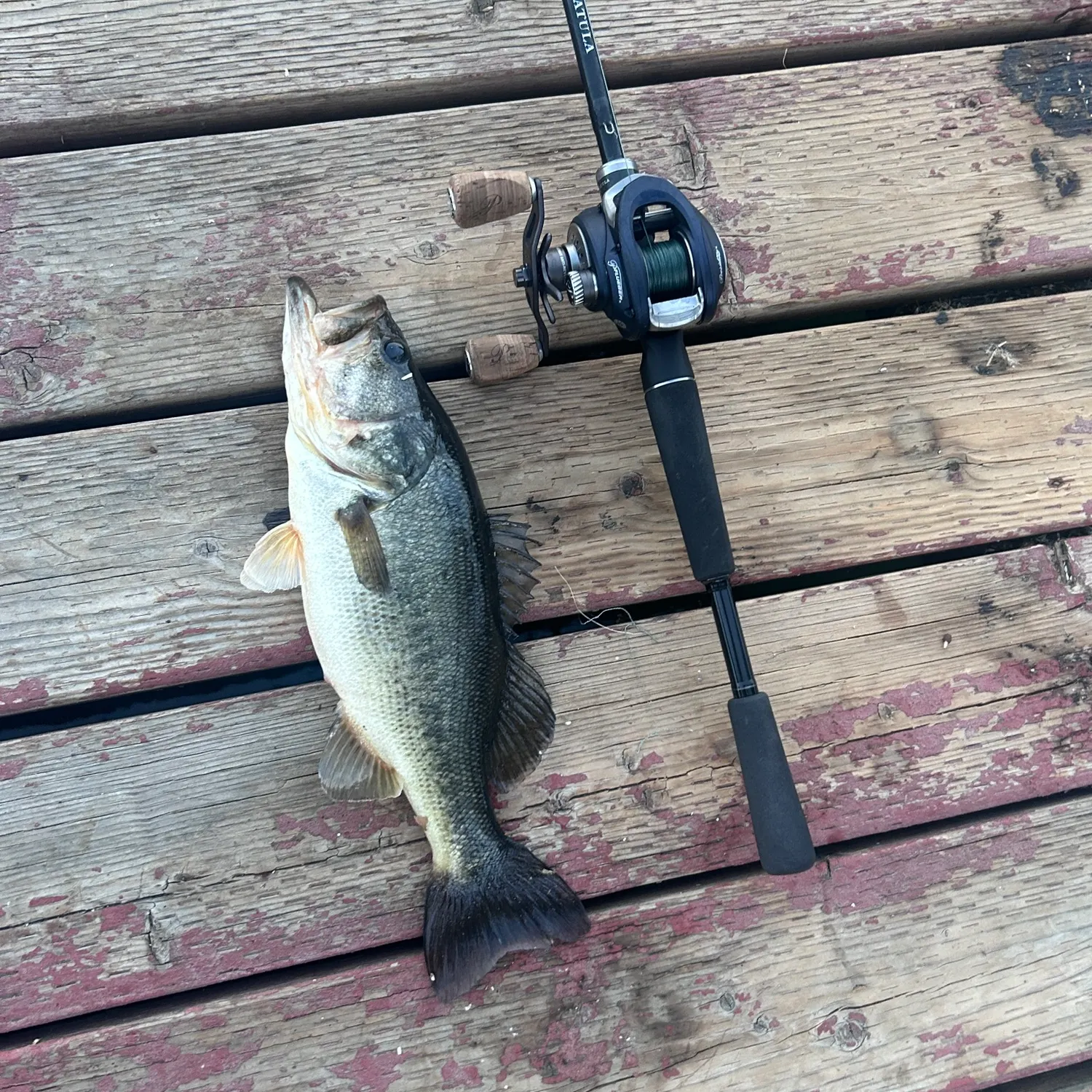 Largemouth bass caught on Fishbrain