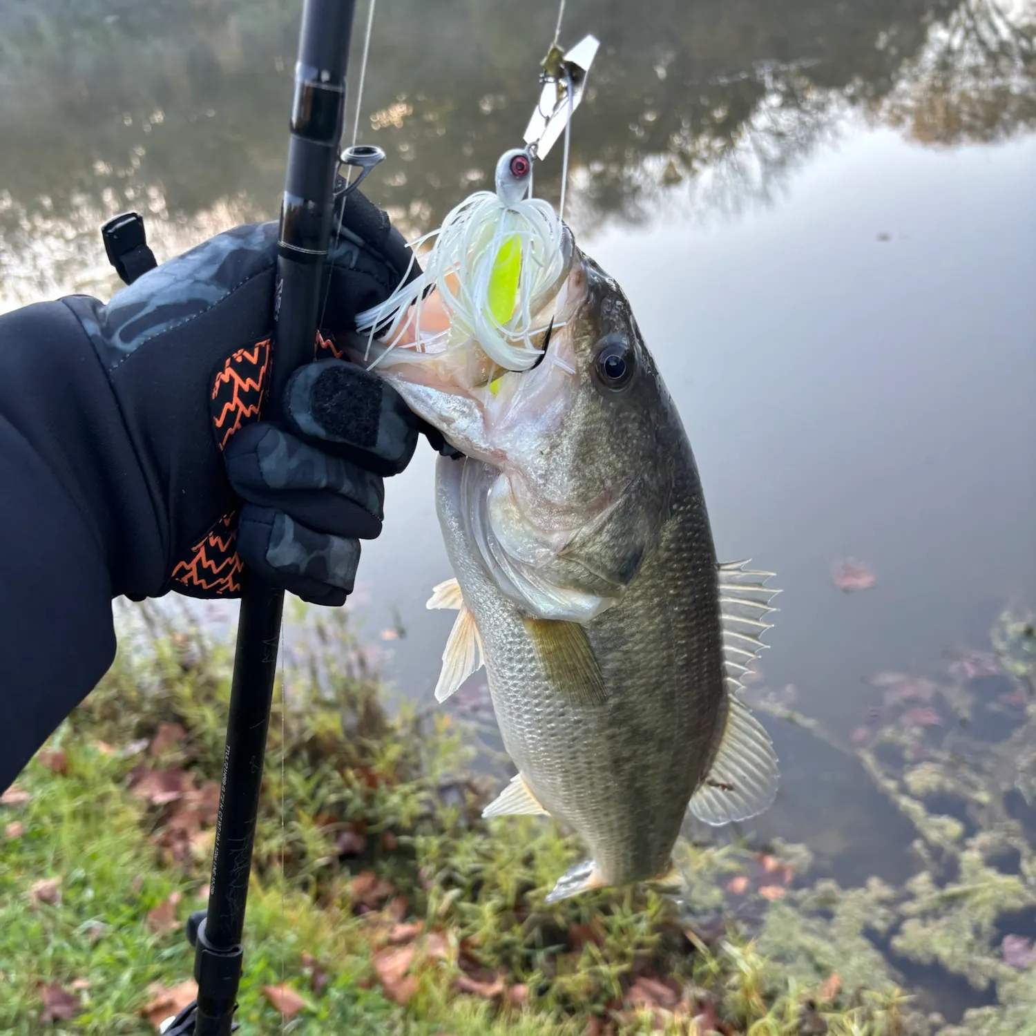 Largemouth bass caught on Fishbrain