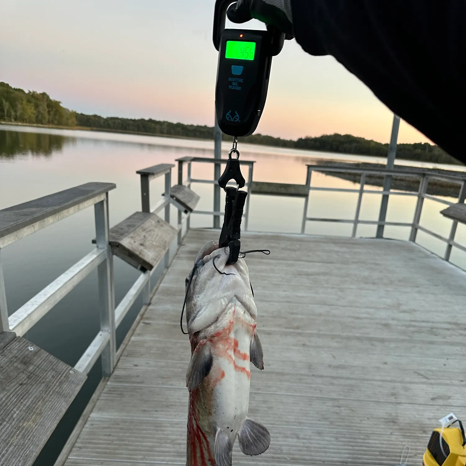 Channel catfish caught on Fishbrain