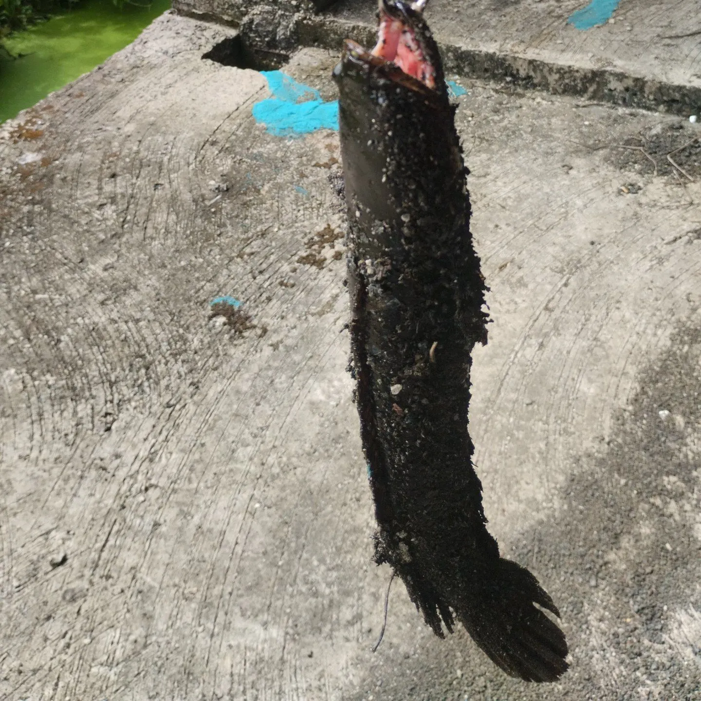 The most recent Northern snakehead catches on Fishbrain