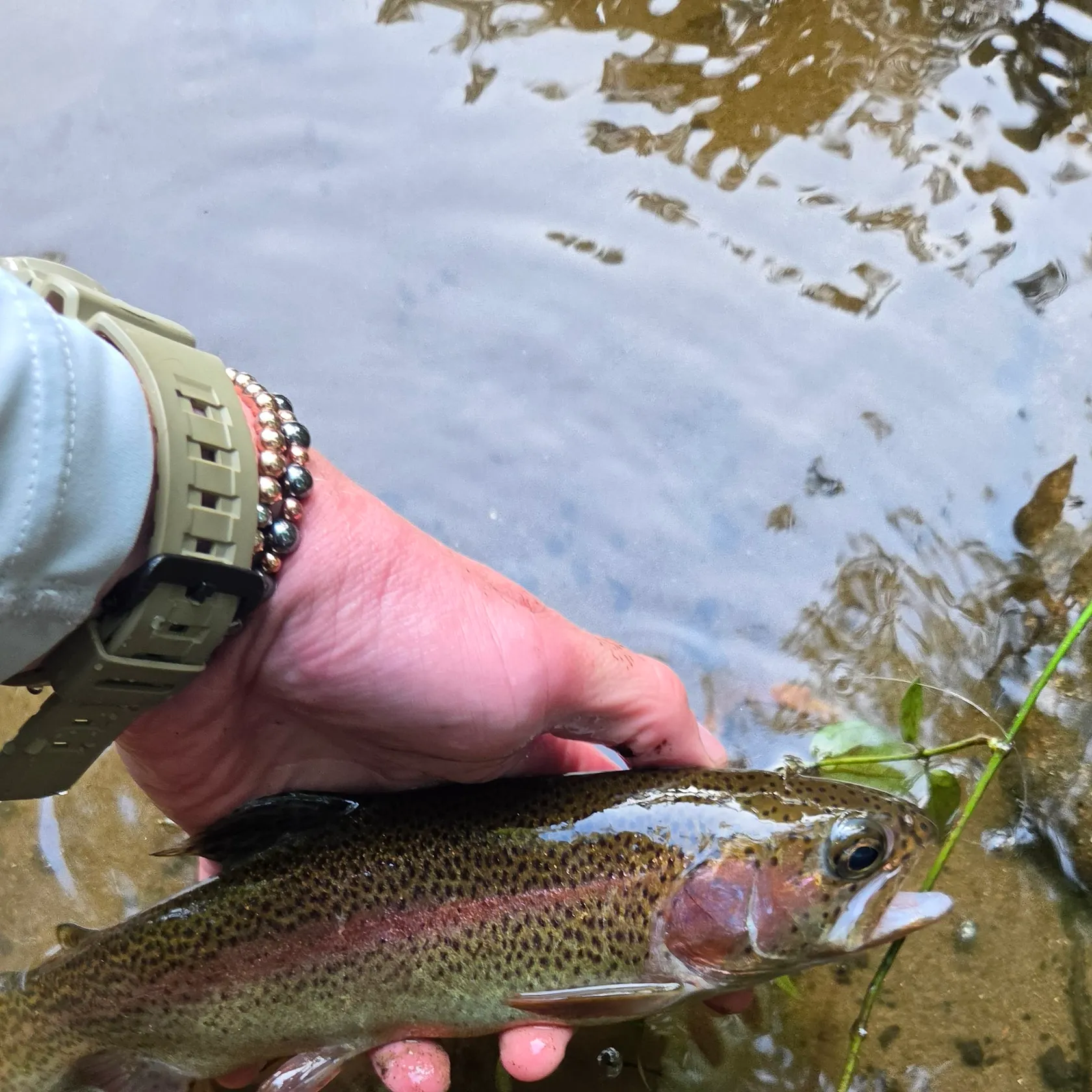Rainbow trout caught on Fishbrain