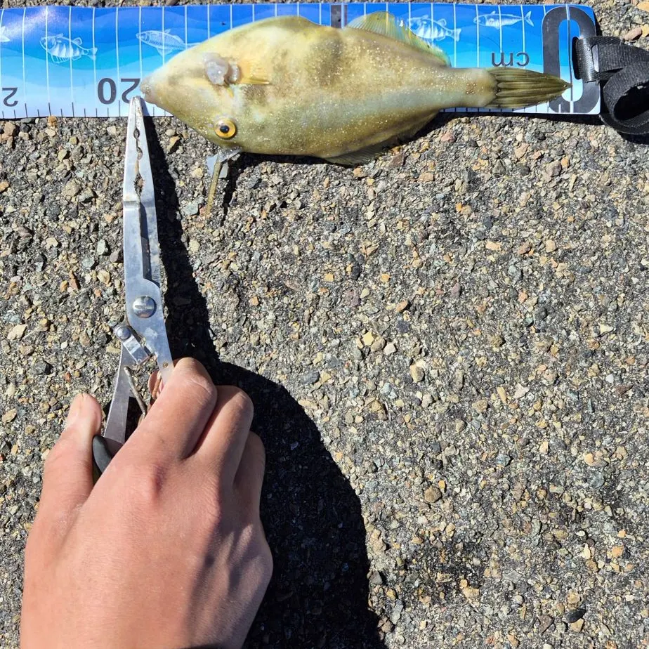 The most recent Large-scaled leatherjacket catches on Fishbrain