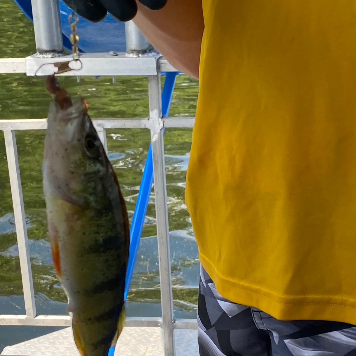 angler catch