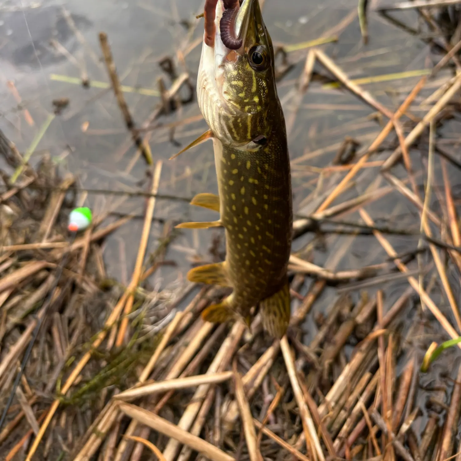 Northern pike caught on Fishbrain