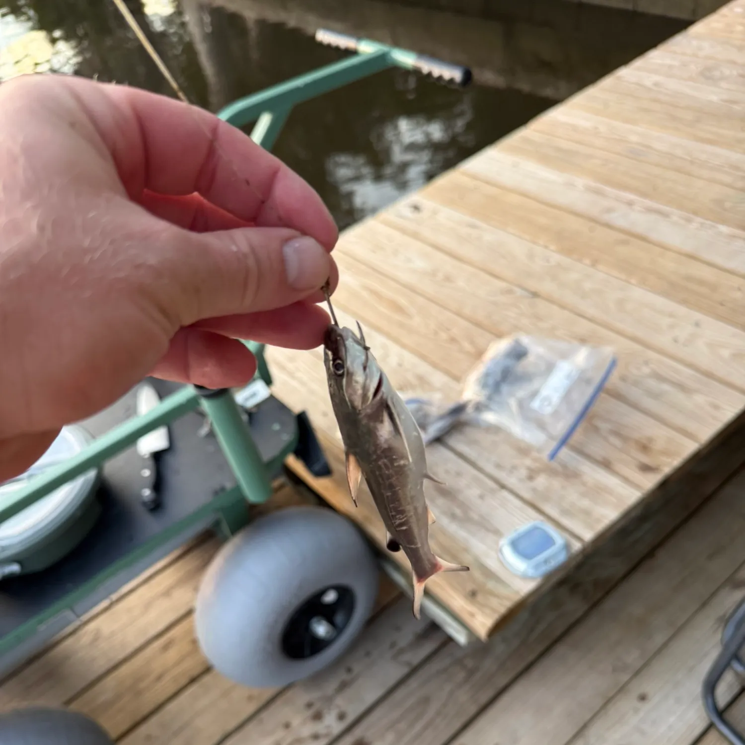 recently logged catches