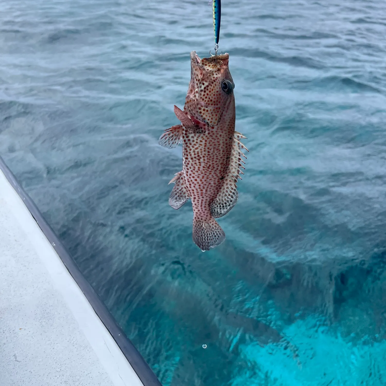 The most recent Graysby grouper catches on Fishbrain