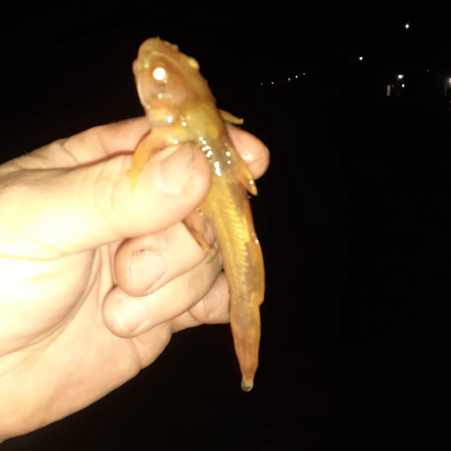 The most recent Northern madtom catches on Fishbrain