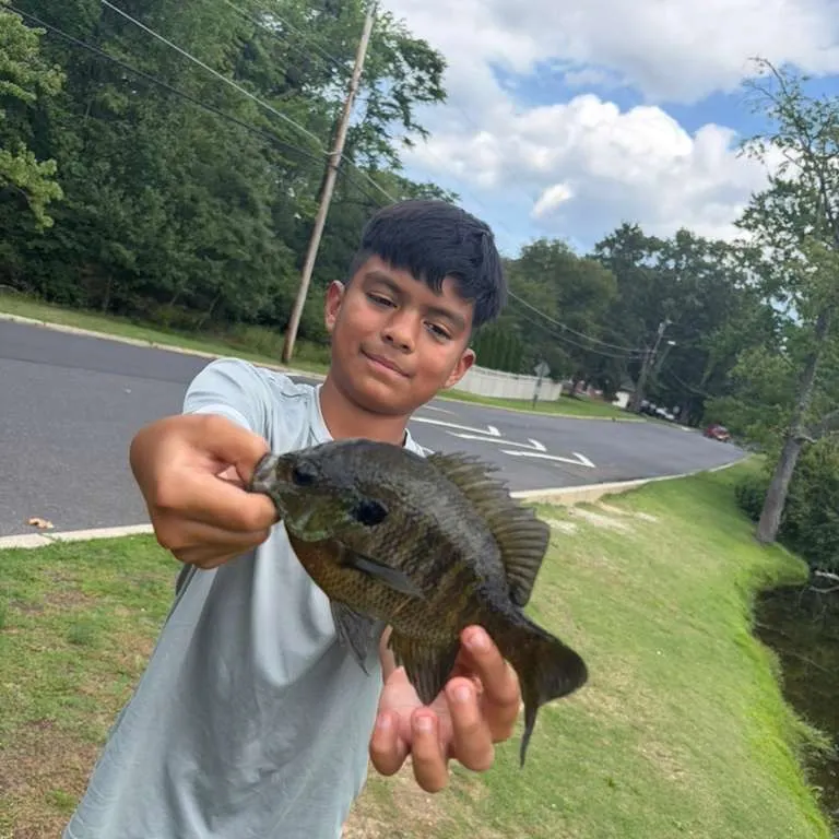 Bluegill caught on Fishbrain