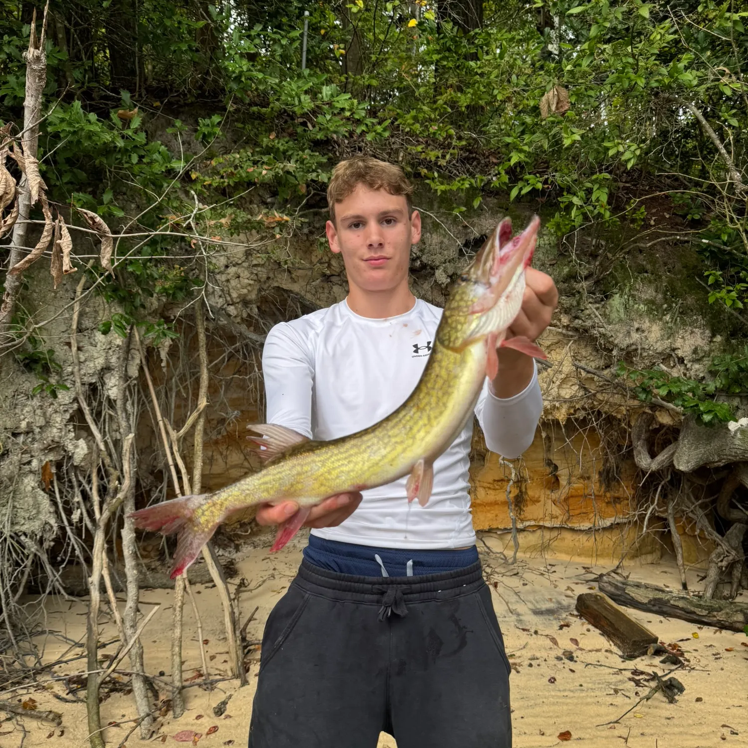 Chain pickerel caught on Fishbrain