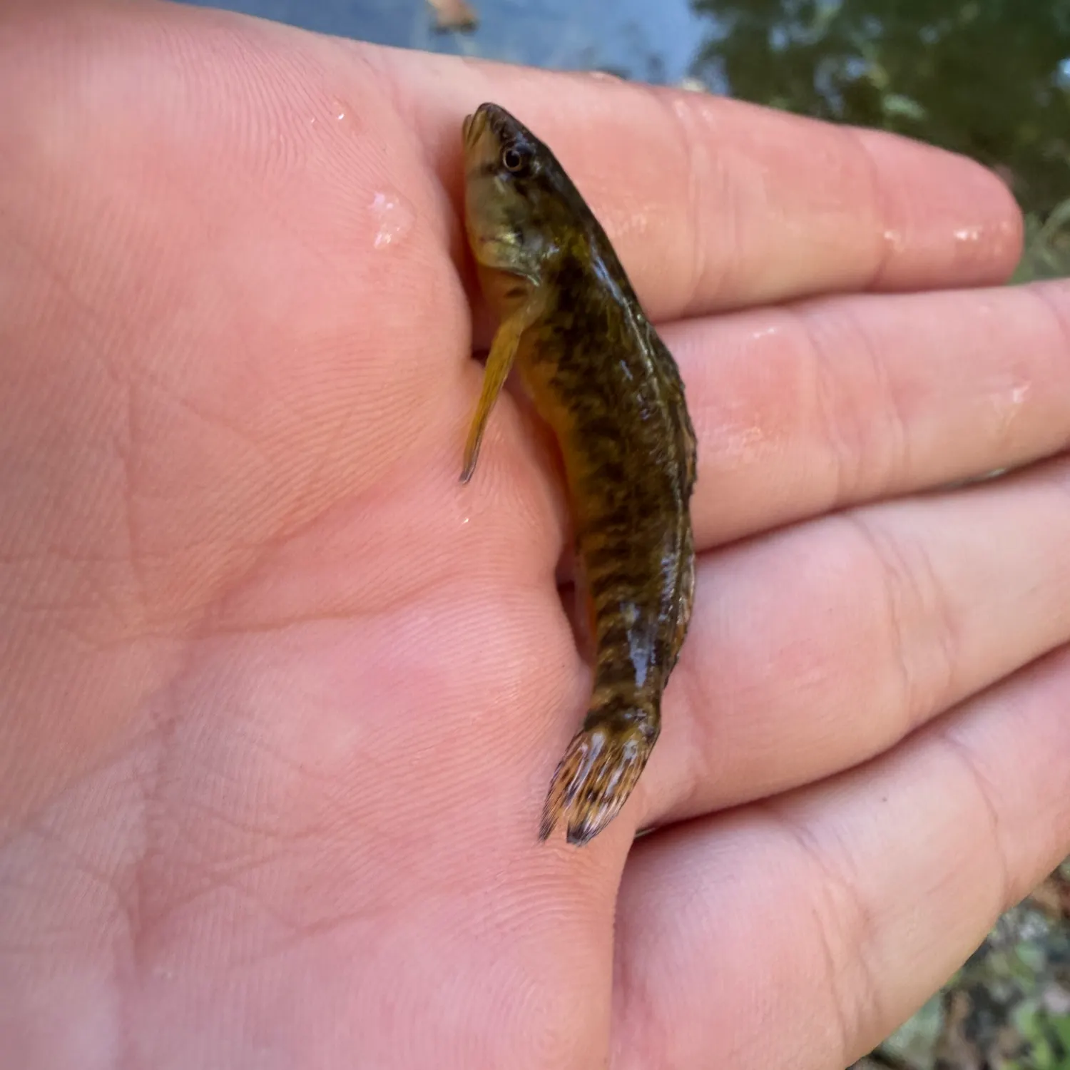 The most recent Rainbow darter catches on Fishbrain