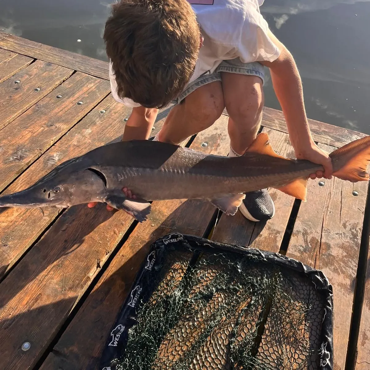 The most recent Starry sturgeon catches on Fishbrain