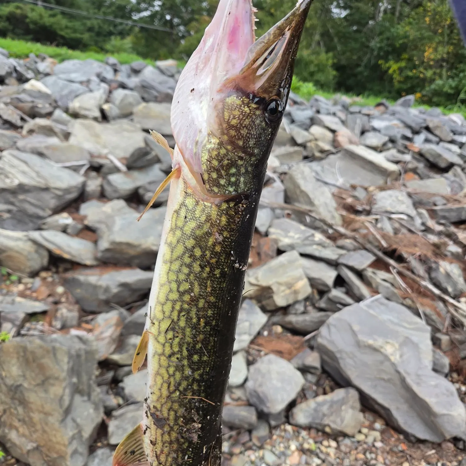 Chain pickerel caught on Fishbrain