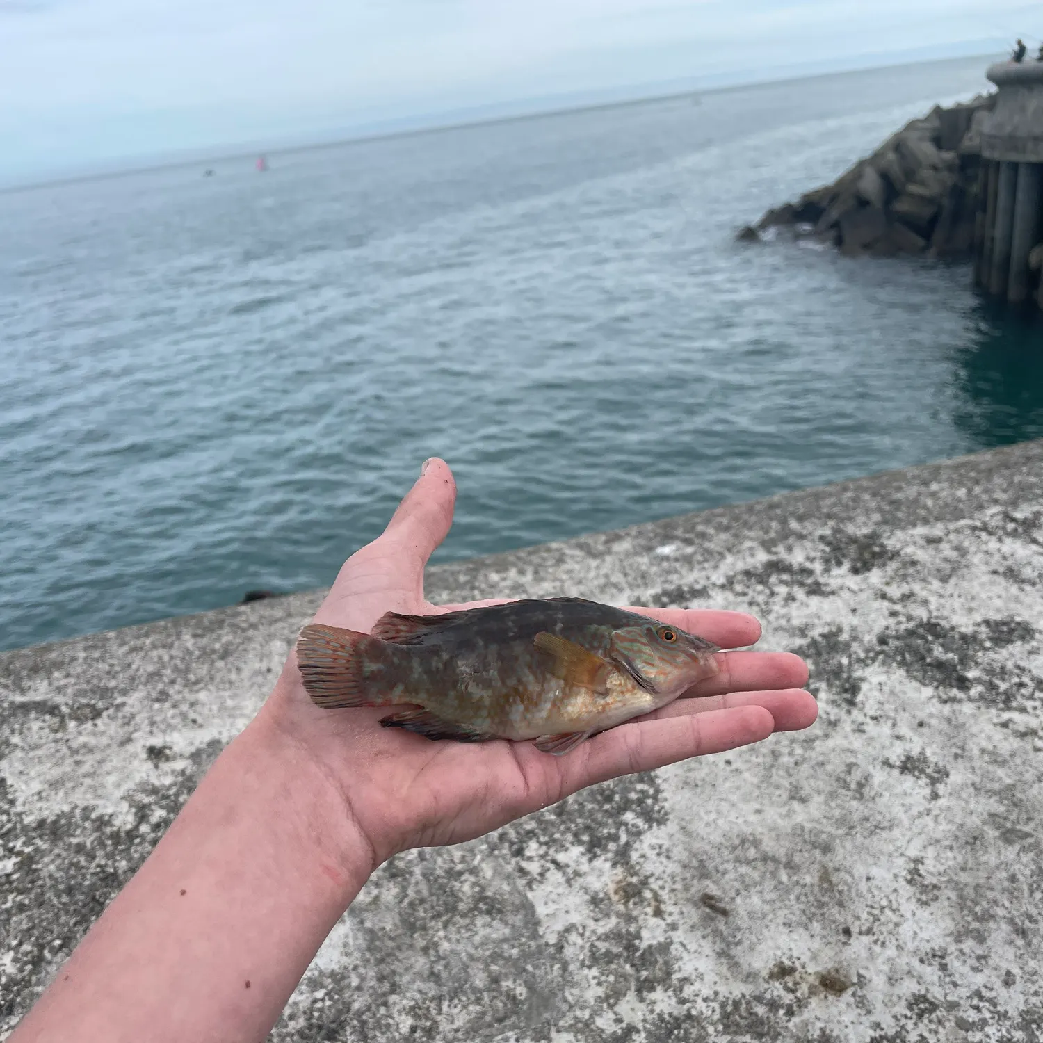 The most recent Corkwing wrasse catches on Fishbrain