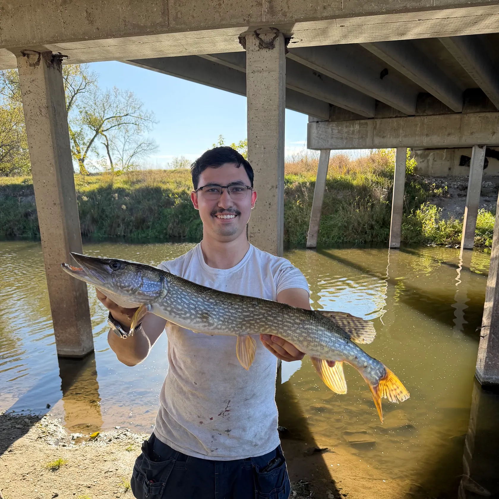 Northern pike caught on Fishbrain