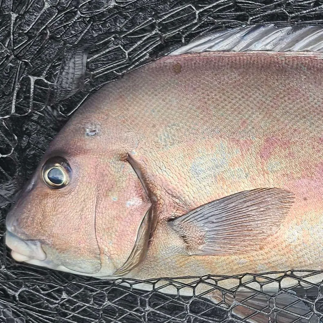 The most recent Painted sweetlips catches on Fishbrain