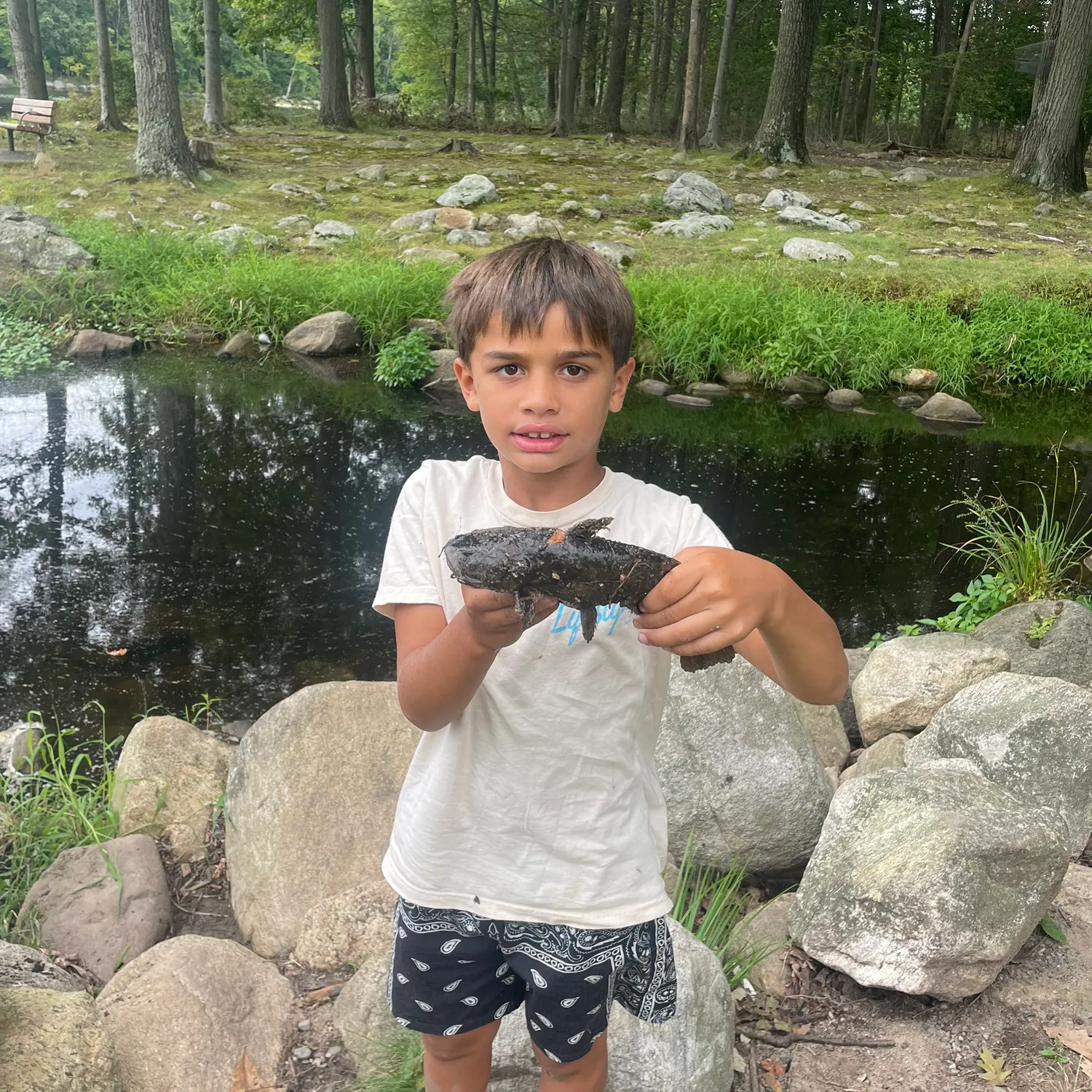 Brown bullhead caught on Fishbrain