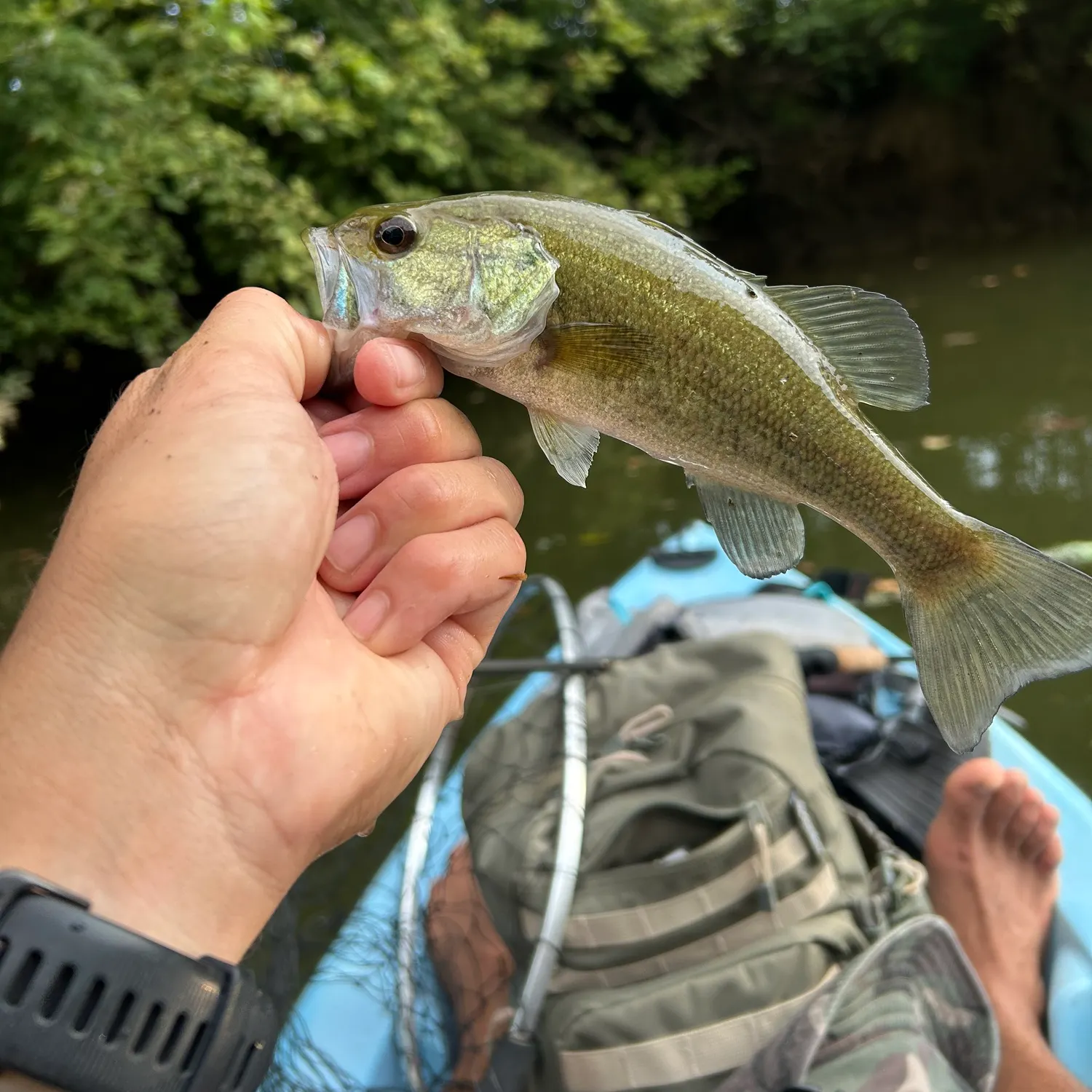 Largemouth bass caught on Fishbrain