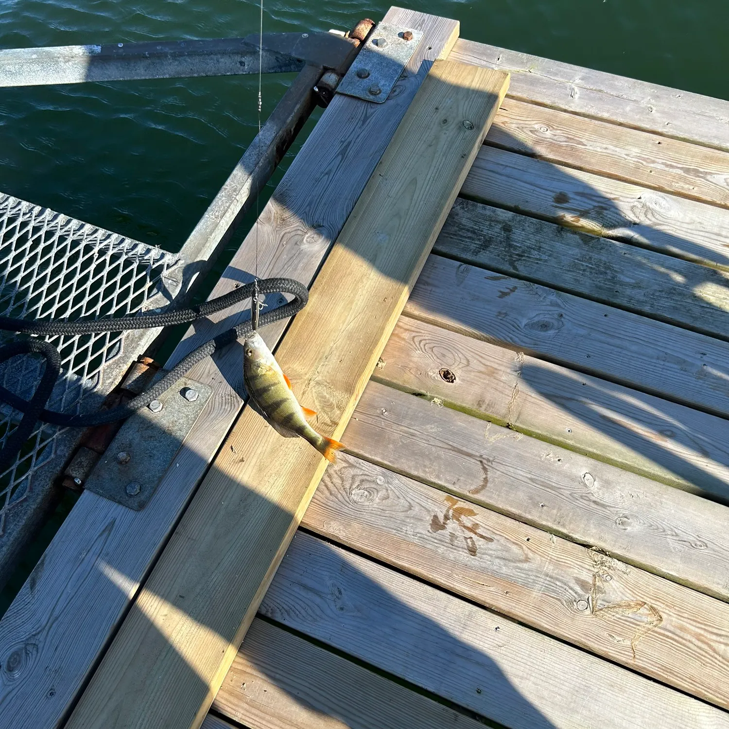 European perch caught on Fishbrain