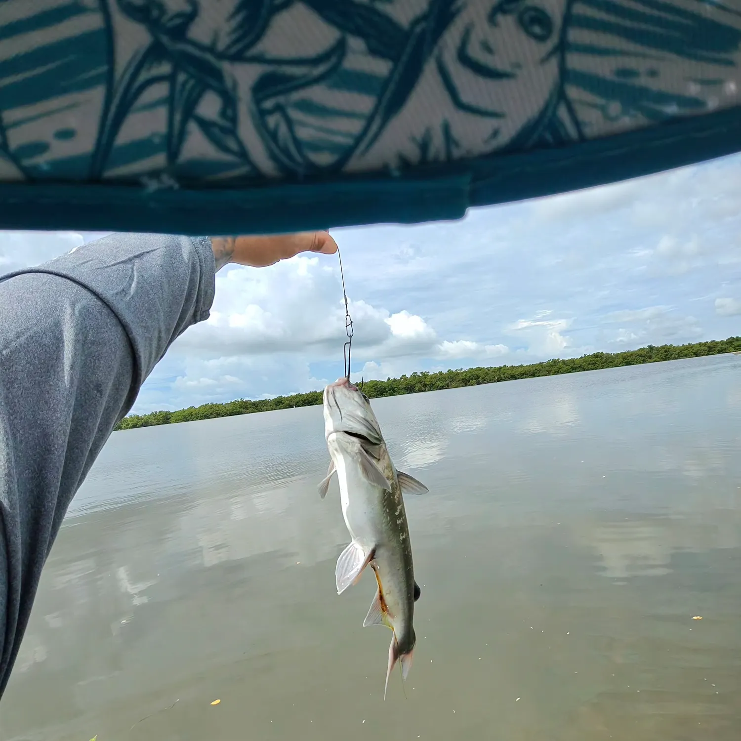 Hardhead sea catfish caught on Fishbrain
