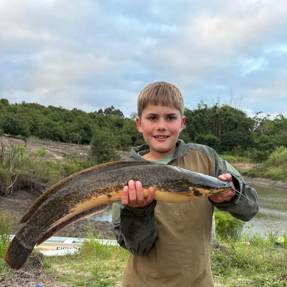 The most recent North African catfish catches on Fishbrain