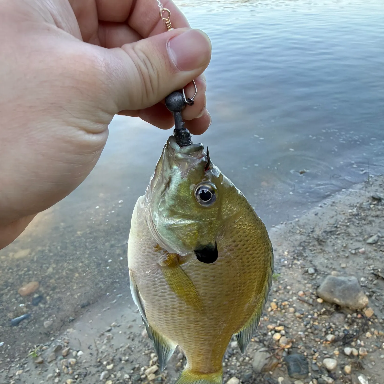 Bluegill caught on Fishbrain